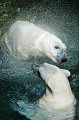 40 - Playful polar bears - ALVEEN LEIF - denmark